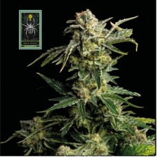 Семена конопли White Widow Феминизированные Seedsman seeds